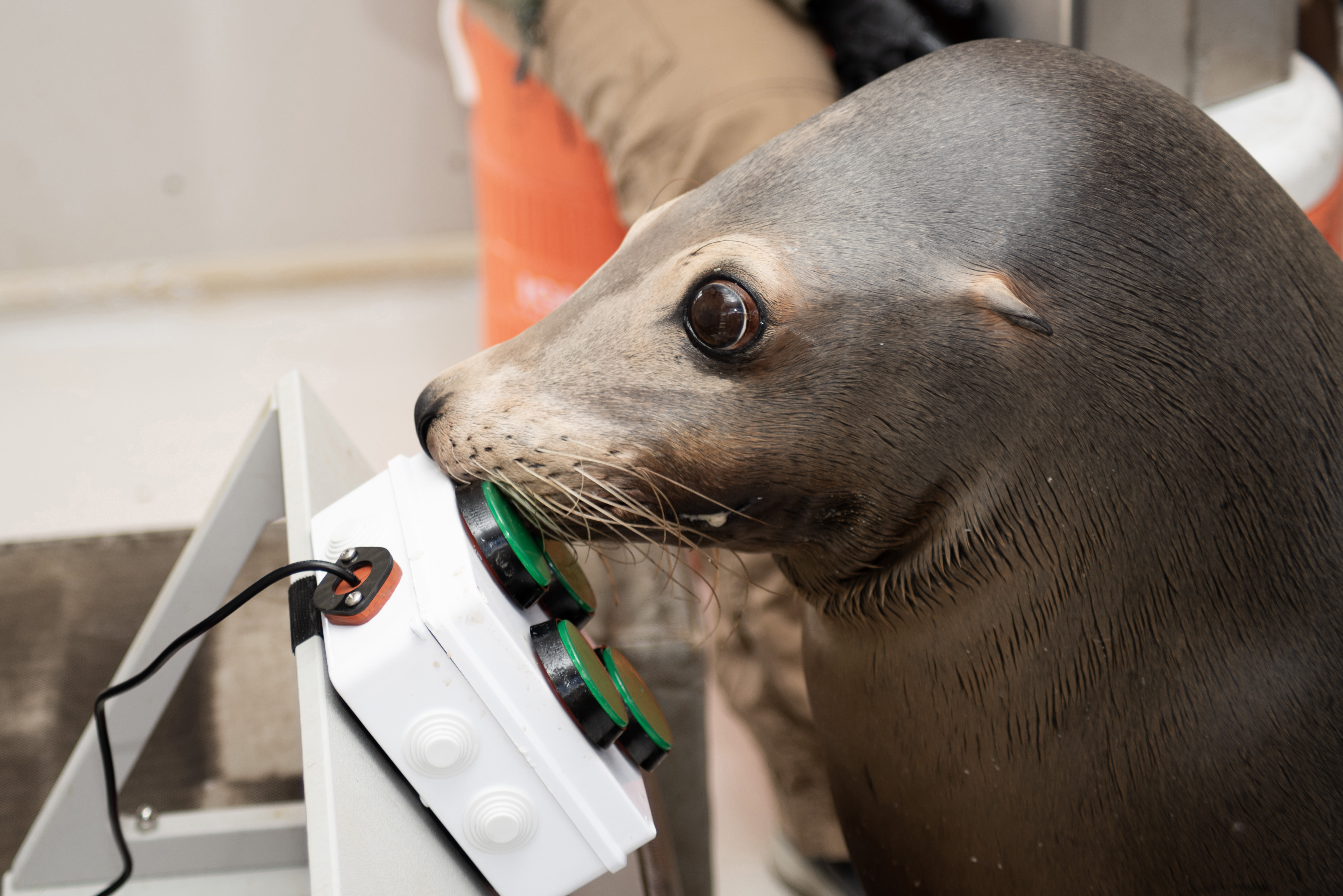 A sea lion taps several green buttons to play video games