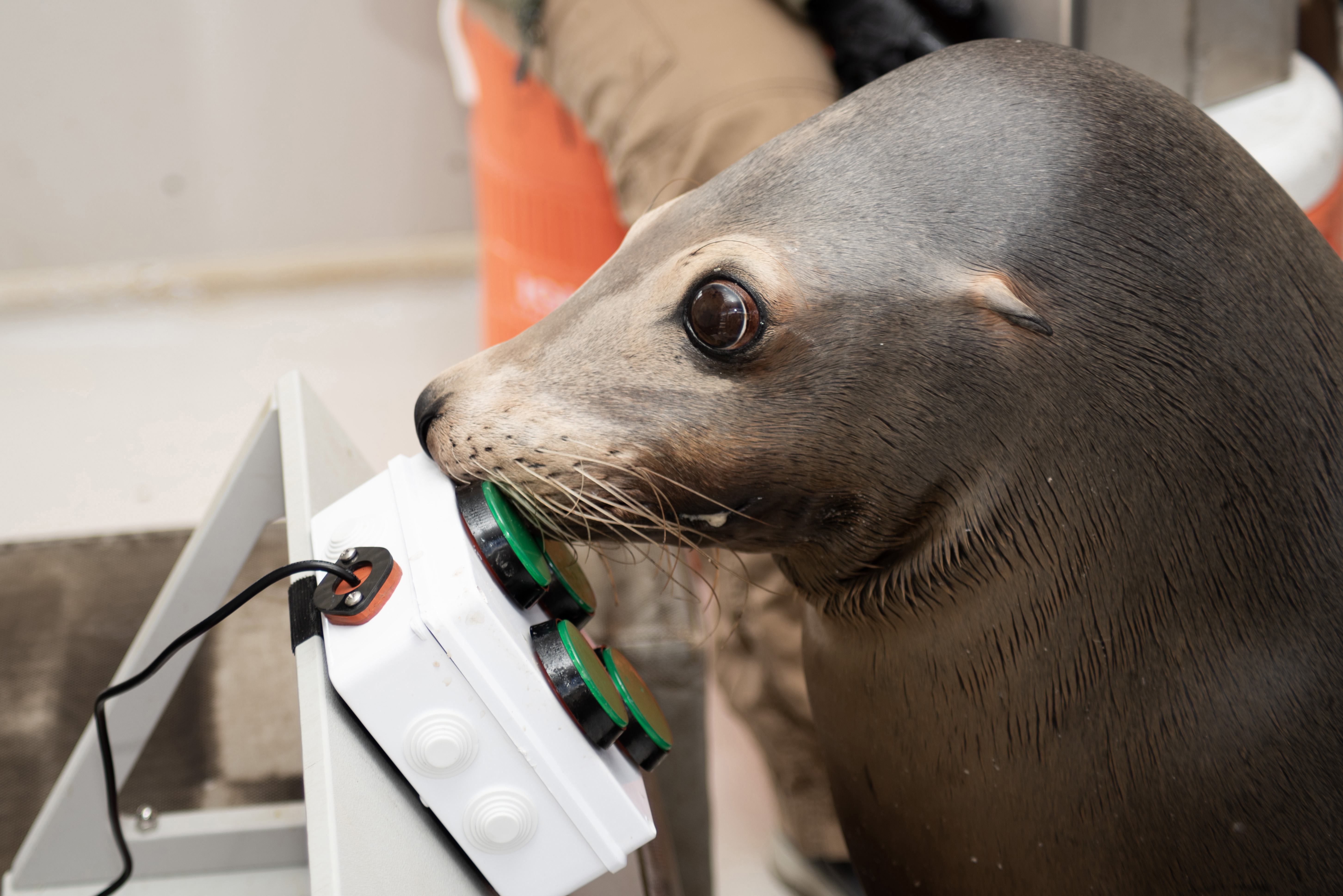 California sea lion, Animals